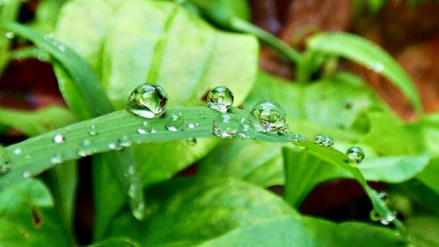 葉っぱについた大きな雨粒