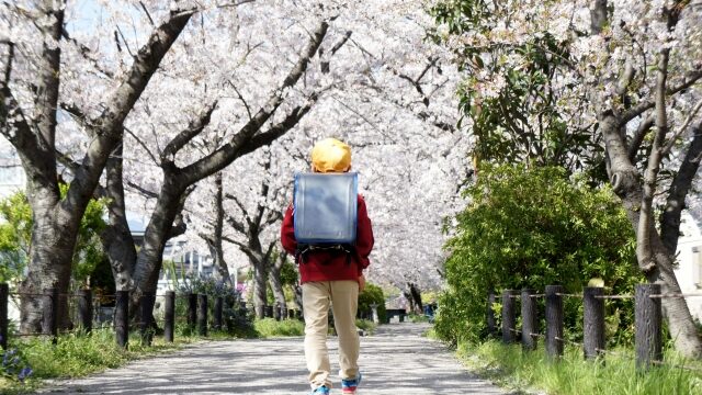 桜並木を一人で歩くランドセルを背負った男の子