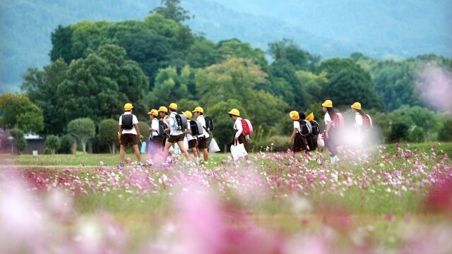 コスモス畑の道をあるく小学生の集団