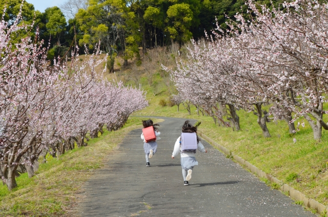桜の下でランドセルを背負って走る女の子2人
